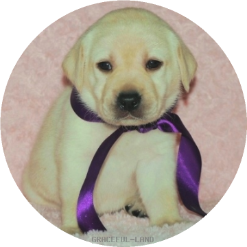 英国ラブラドールの子犬 グレイスフルランド ラブラドールレトリバーといっしょに暮らそう 子犬の分譲販売 交配 ブリーダー 英国ラブラドールの子犬 グレイスフルランド ラブラドールレトリバーといっしょに暮らそう 子犬の分譲販売 交配 ブリーダー